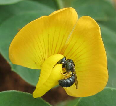 Plancia ëd Arachis hypogaea L.