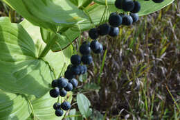 Image of smooth Solomon's seal