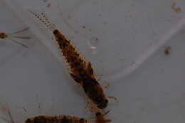 Oniscigastridae的圖片