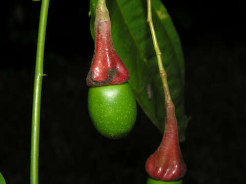 صورة Aiouea neurophylla (Mez & Pittier) R. Rohde