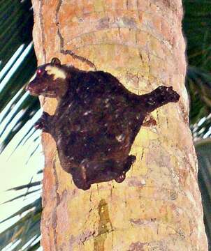 Image of Philippine Flying Lemurs