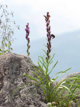 Image of Heller's blazing star