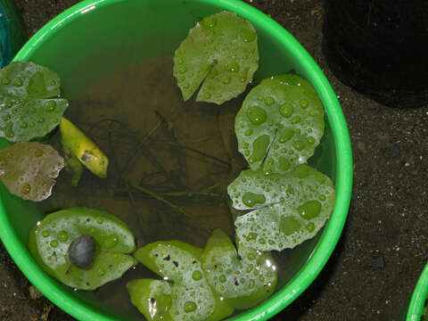 Image of Dotleaf waterlily