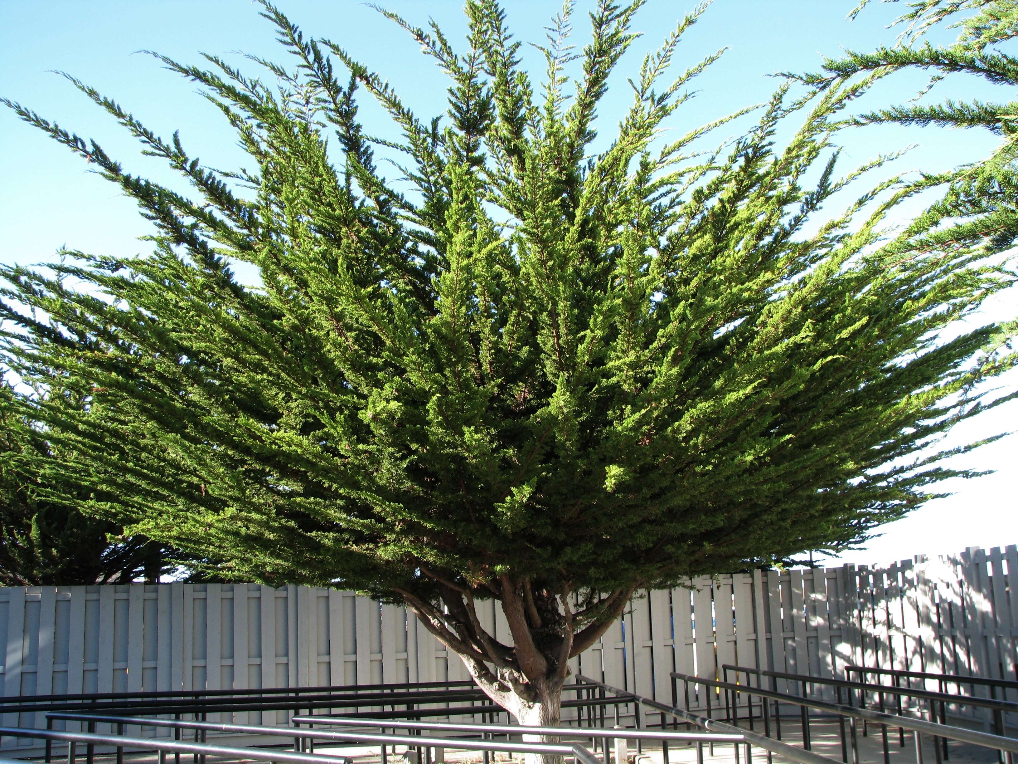 Image of Monterey cypress