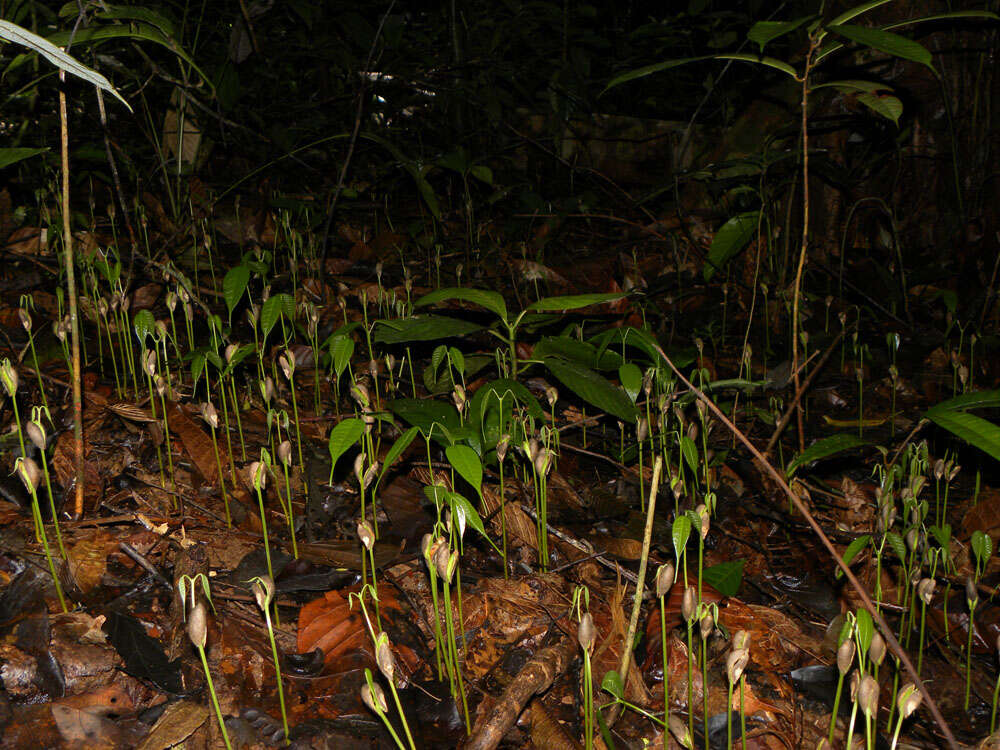 Image of Protium pecuniosum Daly