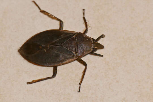 Image of giant water bug