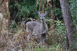 Image of mule deer and white-tailed deer