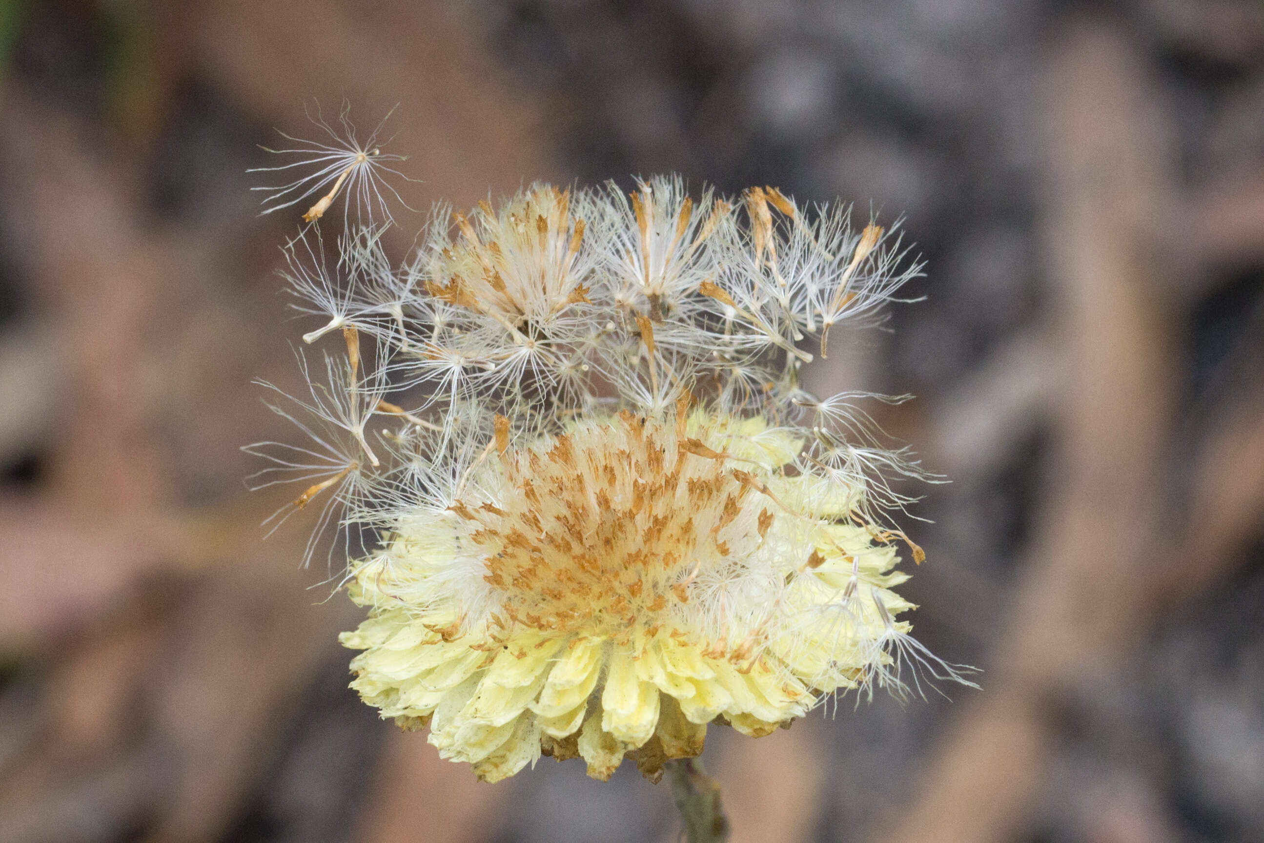 Image of Button Everlasting