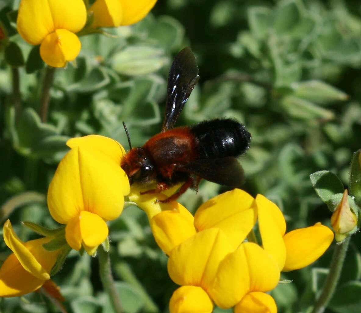 Image of Megachile sicula (Rossi 1792)