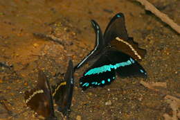 Papilio nireus lyaeus resmi