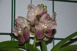 Plancia ëd Vanda sanderiana (Rchb. fil.) Rchb. fil.