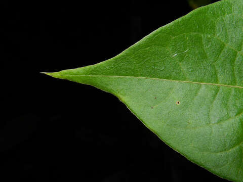 Image of Aegiphila cephalophora Standl.