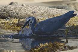 Image of Egretta egretta