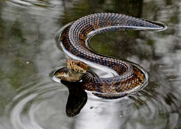 Image of Cottonmouth