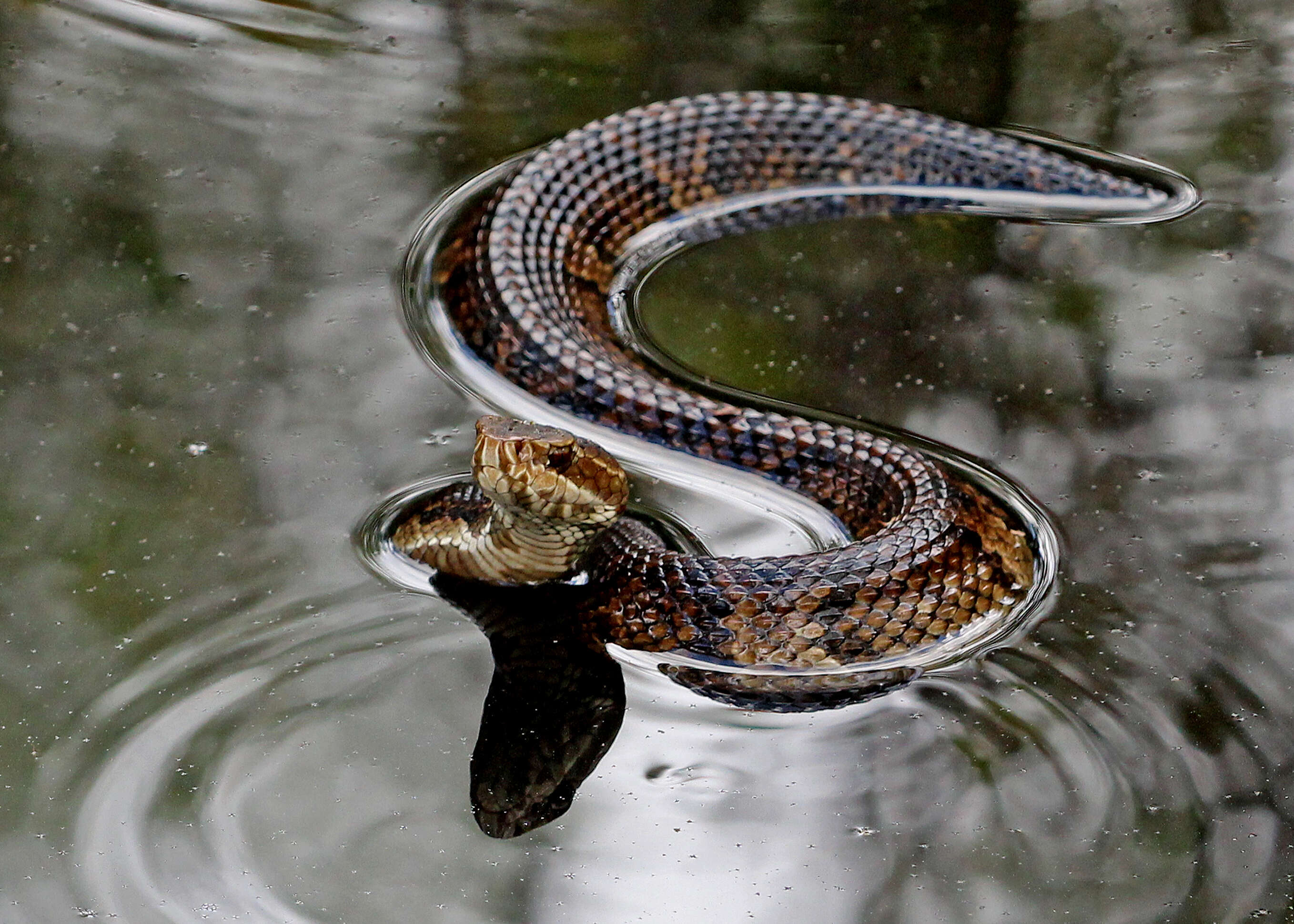 صورة Agkistrodon piscivorus conanti Gloyd 1969