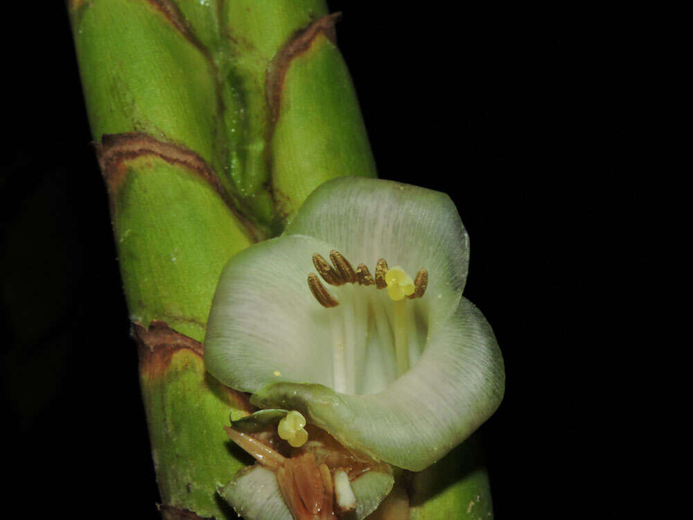 صورة Werauhia gladioliflora (H. Wendl.) J. R. Grant