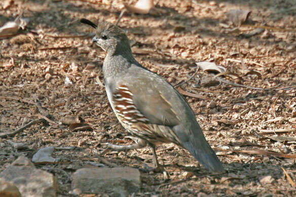 Image of Gambel's Quail