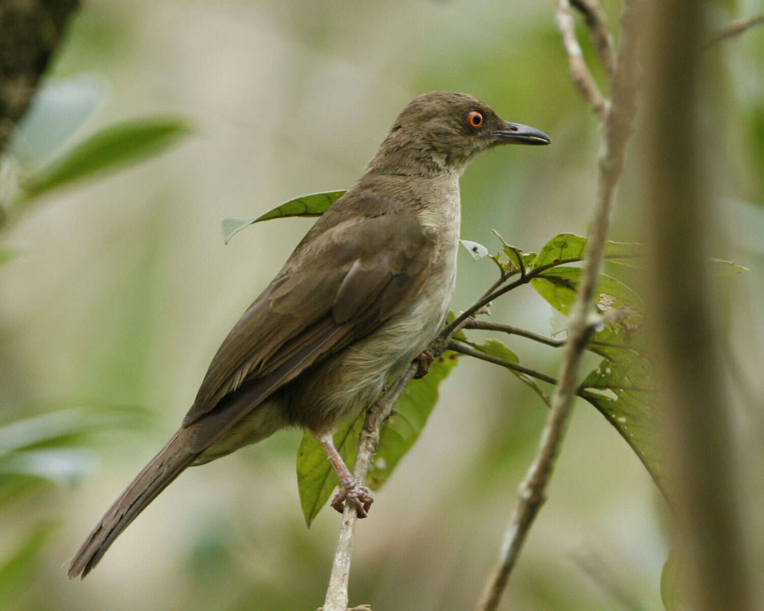 Image of Asian Red-eyed Bulbul