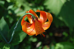 Image of Michigan lily
