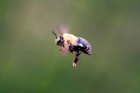 Image of Eastern Carpenter Bee