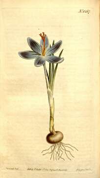 Image of Crocus autumnalis Mill.