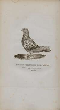 Image of Common Pigeon