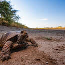 Image of Desert box turtle