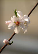 Imagem de Prunus