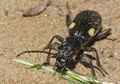 Image of Anthia (Termophilum) cephalotes Guérin-Méneville 1845