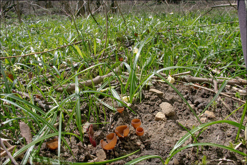 Plancia ëd Dumontinia tuberosa (Bull.) L. M. Kohn 1979