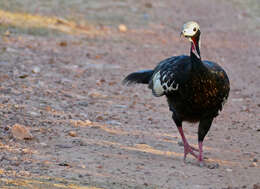 Image of Red-throated Piping Guan