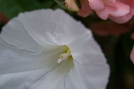 Image of bindweed