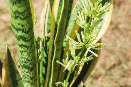 Image of viper's bowstring hemp