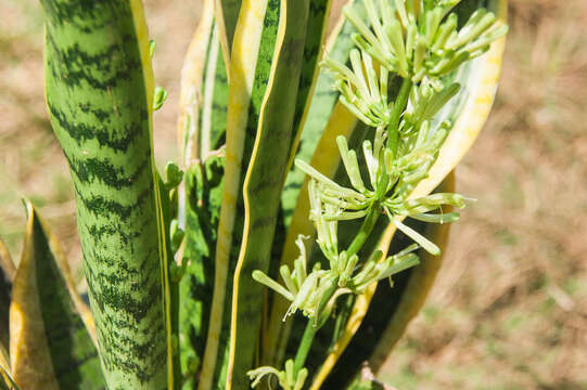 Image of bow string hemp