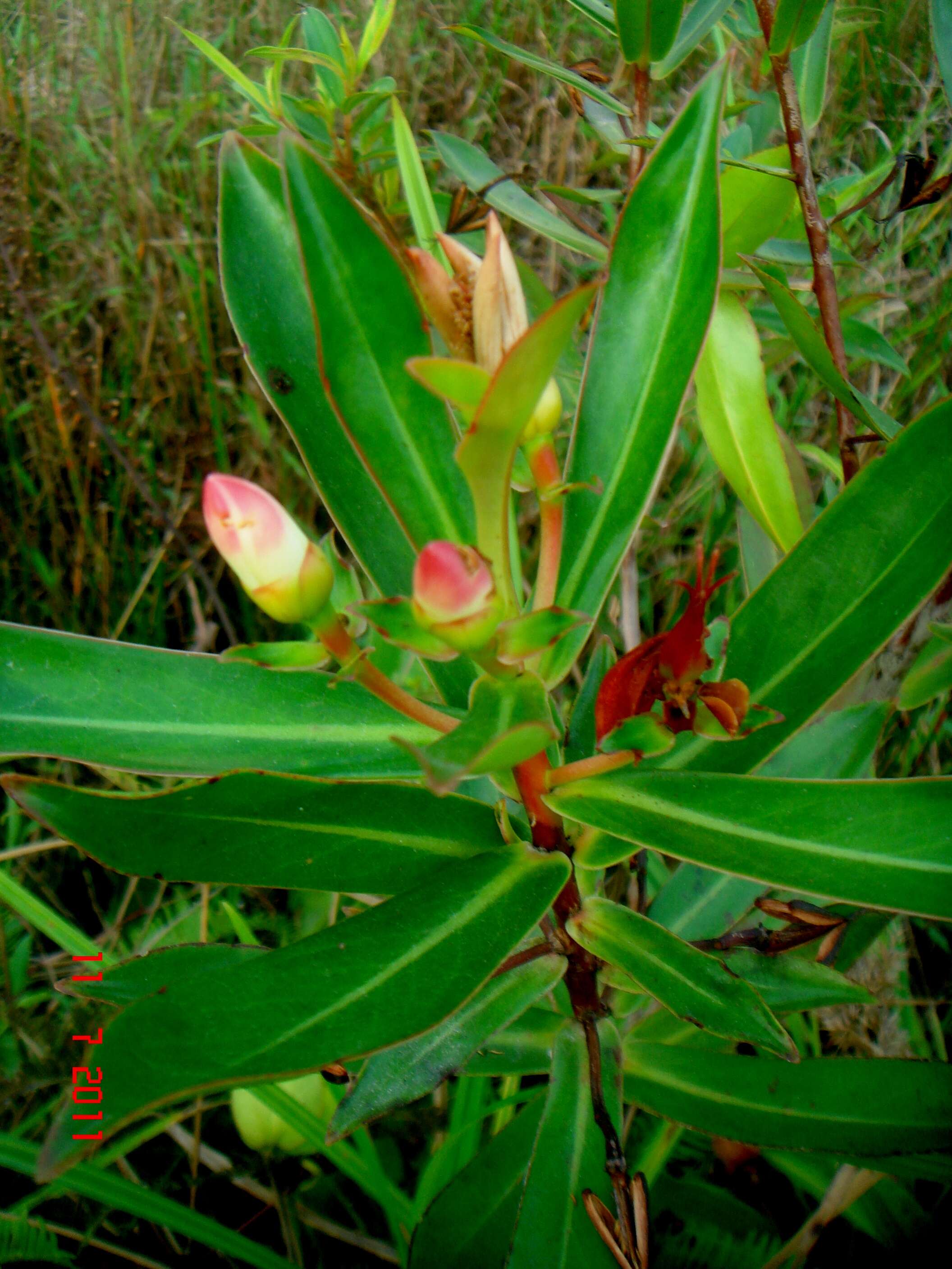 Слика од Bonnetiaceae