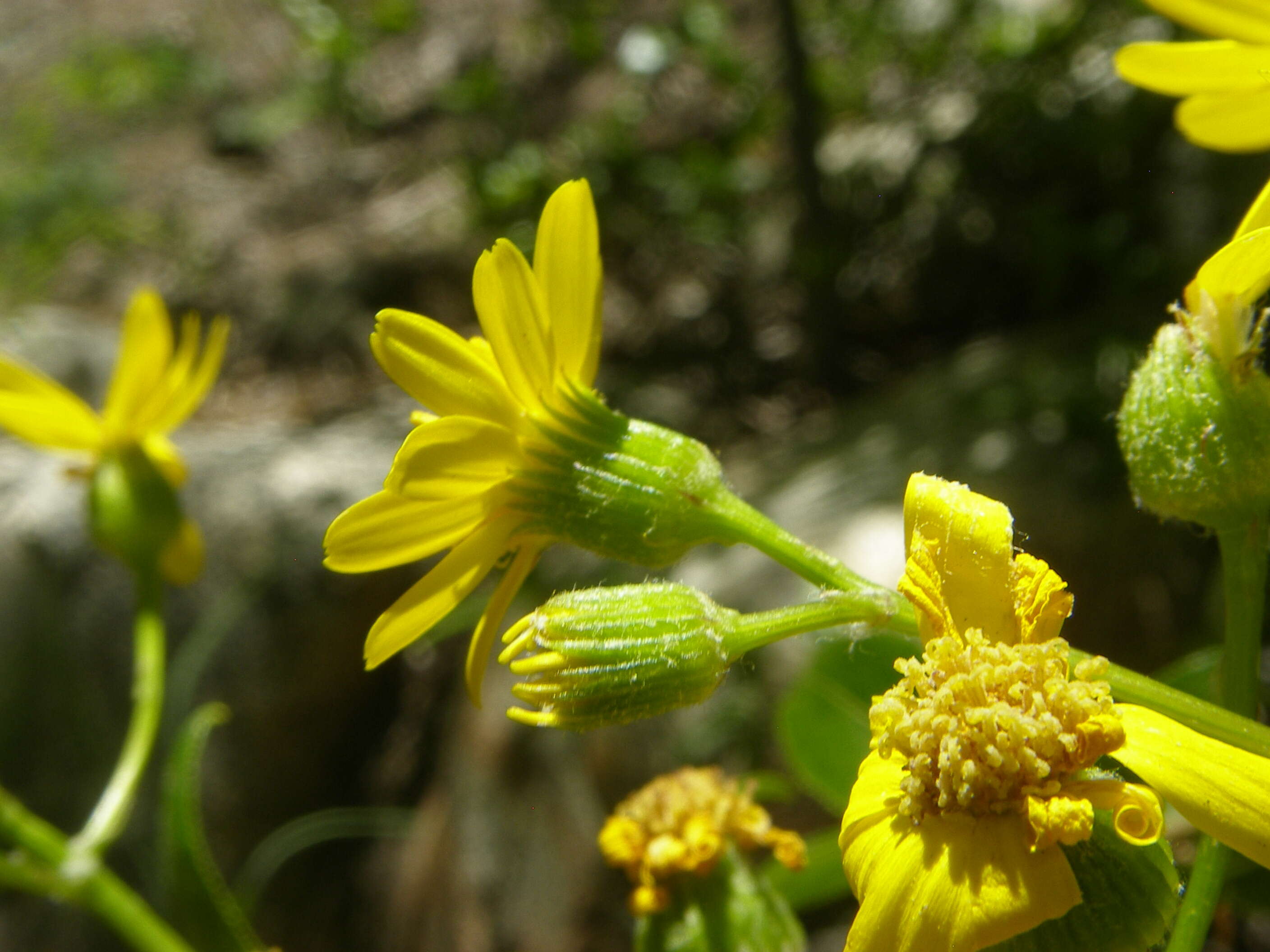 Слика од Senecio lemmonii A. Gray