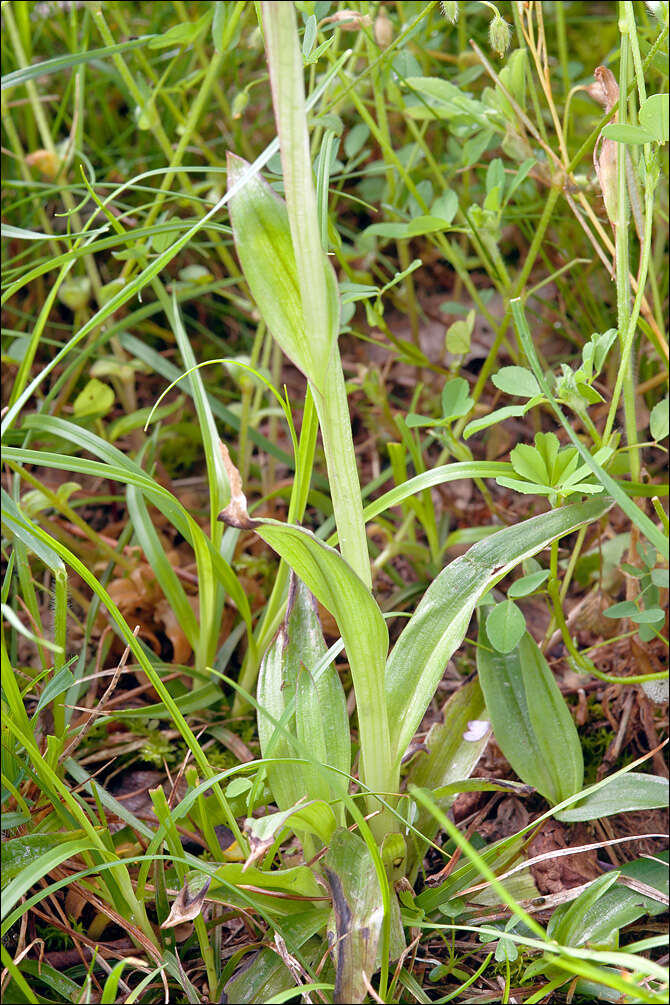 Image of Butterfly orchid