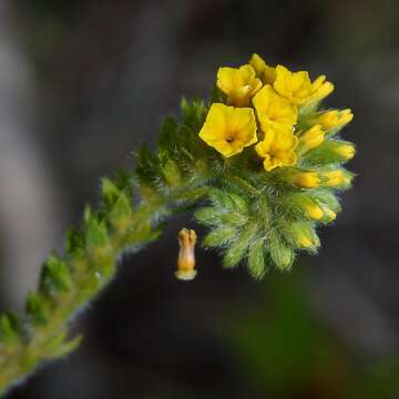 Euploca salicoides (Cham.) J. I. M. Melo & Semir resmi