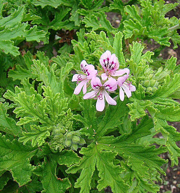 Image de Pelargonium odoratissimum (L.) L'Her.