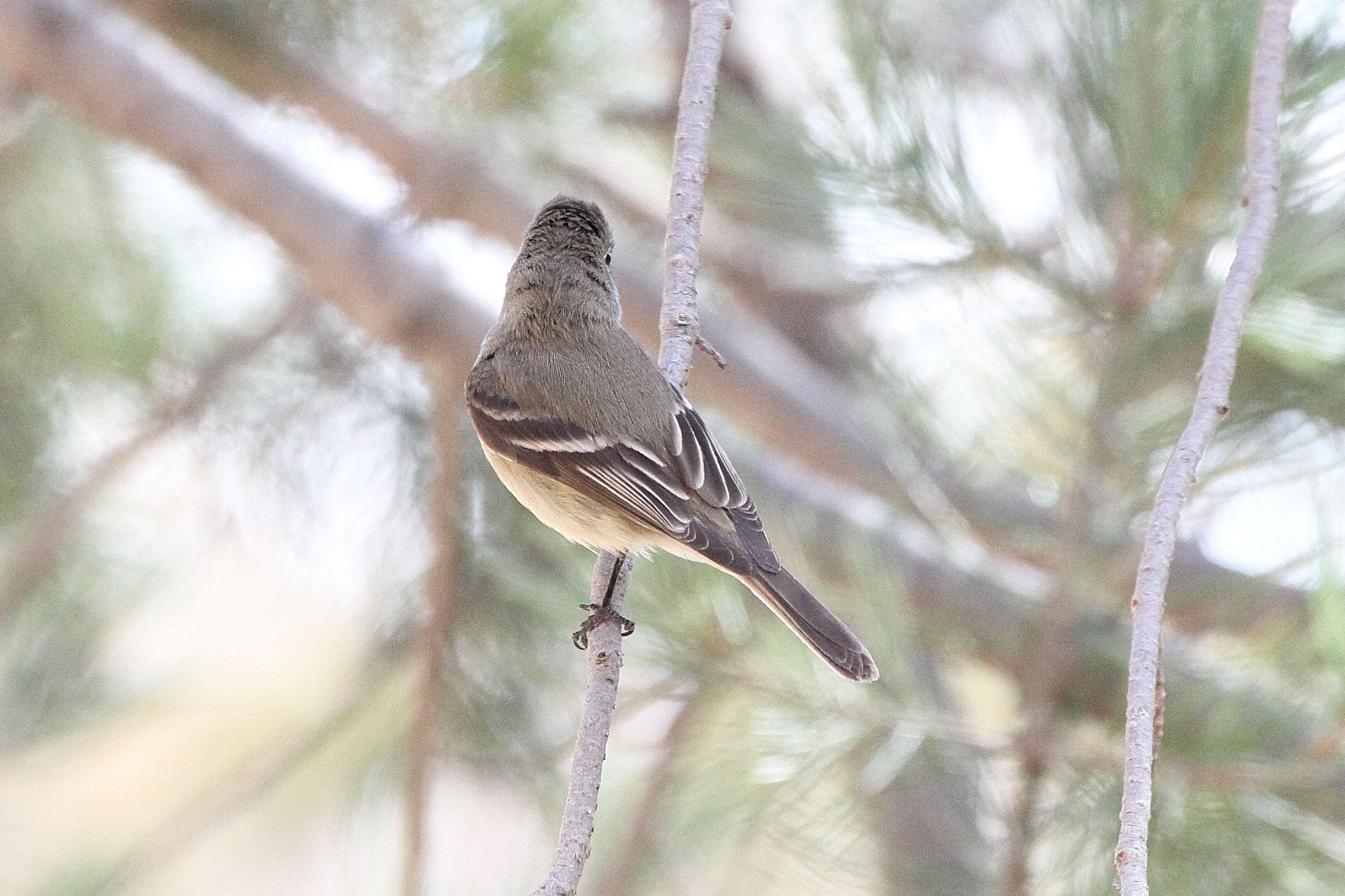 Image of Hammond's Flycatcher