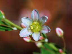 Image of False Boronia