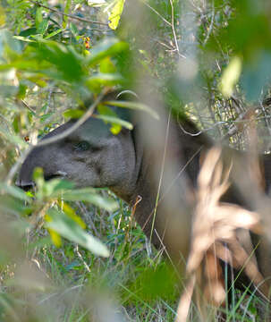 Image of Brazilian Tapir