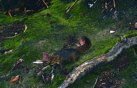 Image of Bornean Mountain Ground Squirrel