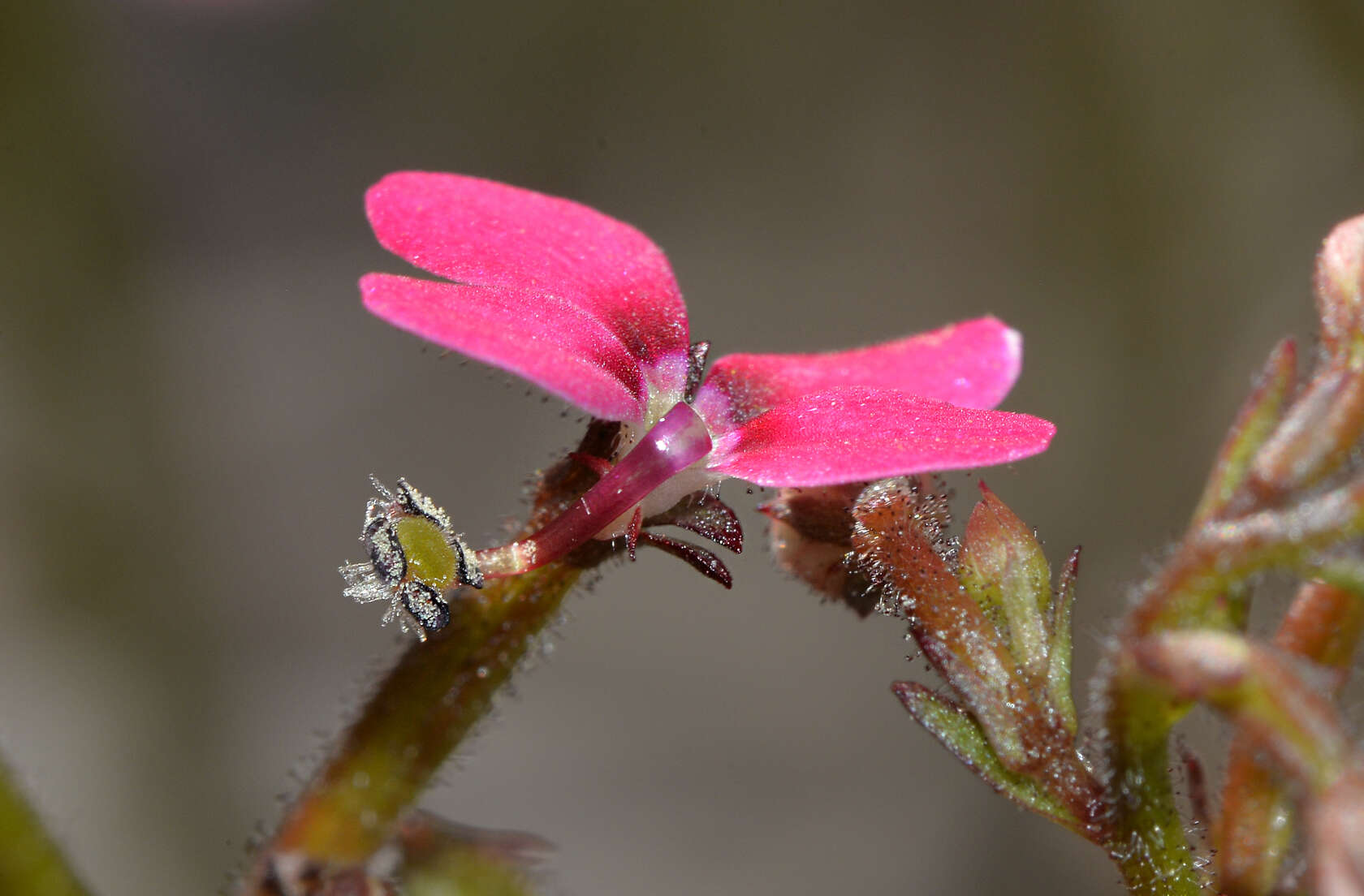 Sivun Stylidium ricae S. Carlquist kuva