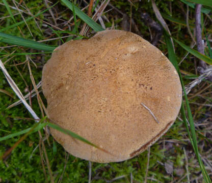 Image of Suillus variegatus (Sw.) Richon & Roze 1888