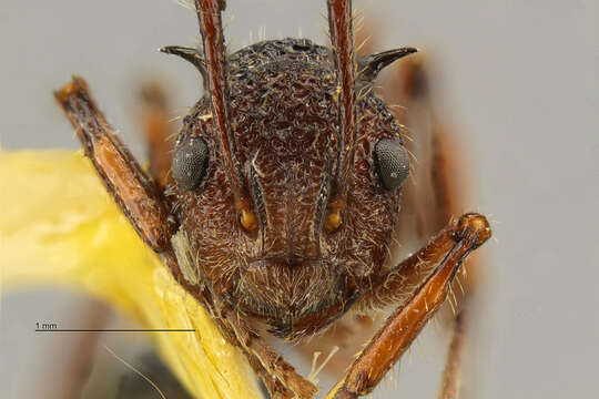 Image de Polyrhachis etheli Chapman 1963