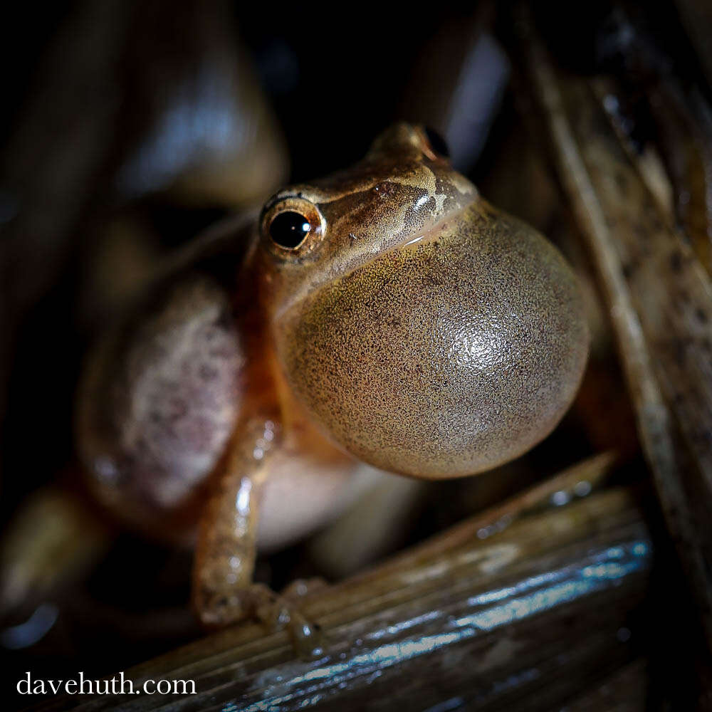 Image of Spring Peeper