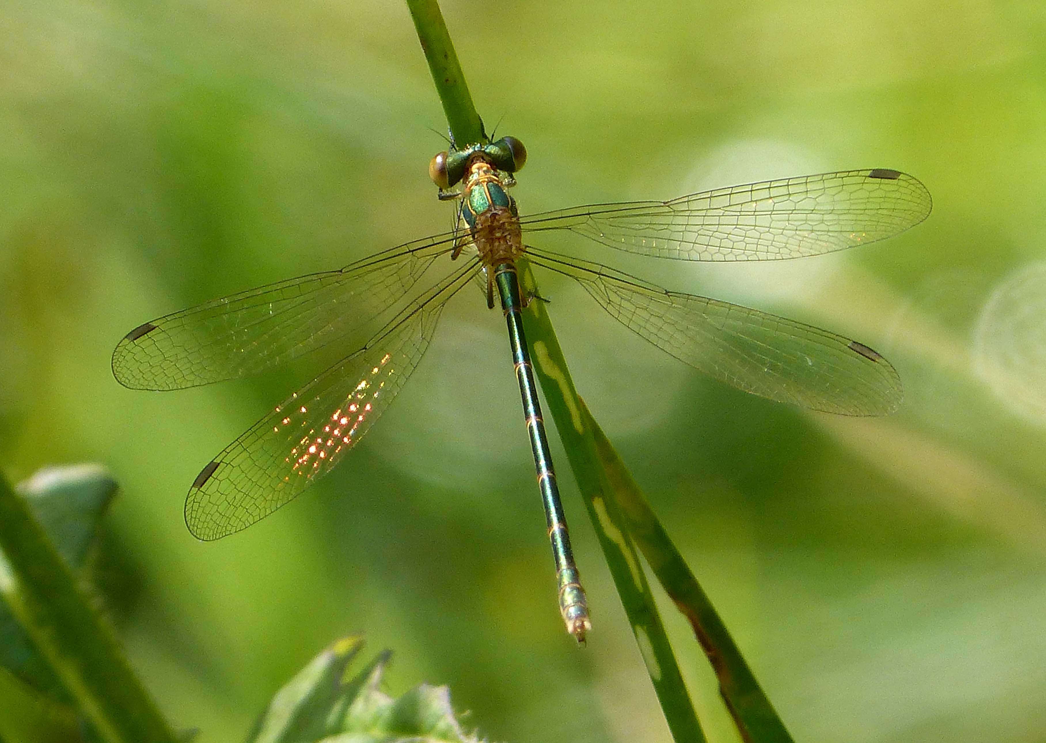 Image of Common Emerald Damselfly