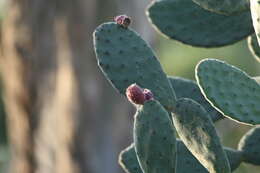 Image of Velvety tree pear