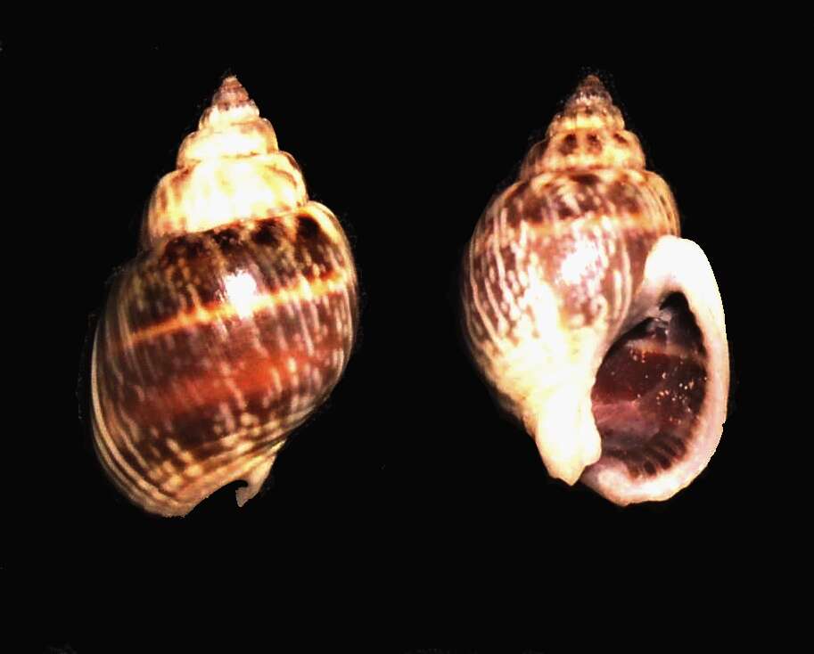 Sivun Nassarius sufflatus (Gould 1860) kuva